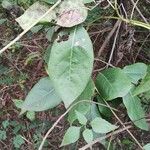 Diospyros melanoxylon Leaf