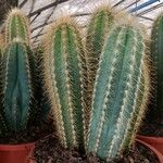 Pilosocereus pachycladus ഇല