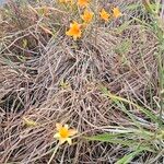 Hemerocallis middendorffii Kvet