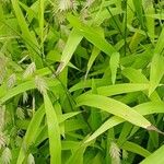 Chasmanthium latifolium Blatt