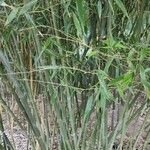 Phyllostachys sulphurea Habit