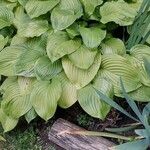 Hosta plantagineaLeaf