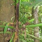Philodendron dodsonii Coajă