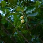 Calophyllum inophyllum Плод