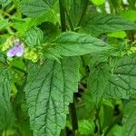 Scutellaria lateriflora Leaf