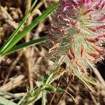 Trifolium purpureum Blomst