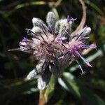 Saussurea alpina Flower