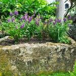 Angelonia angustifoliaFlower