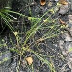 Juncus bulbosus Habitus