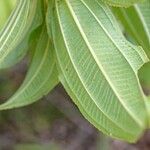 Miconia globuliflora