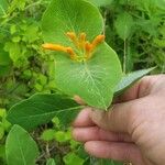 Lonicera ciliosa Flower