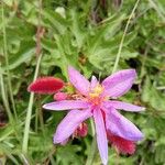 Clappertonia ficifolia Blodyn