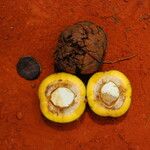 Irvingia excelsa Fruit
