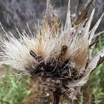 Carthamus arborescens Fruit