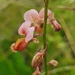 Polygala amboniensis Flor