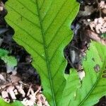 Quercus pachyloma Leaf