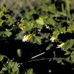 Ribes lacustre Plante entière