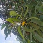 Acacia auriculiformis Blomma