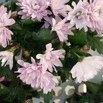 Chrysanthemum indicum 花