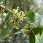 Phillyrea latifolia Flower