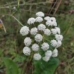 Seseli annuum Blüte