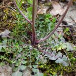 Crepis nicaeensis برگ