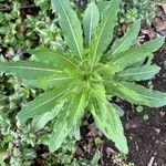 Oenothera biennisHostoa