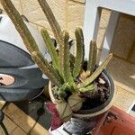 Stapelia giganteaFeuille