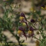 Linaria pedunculata Blomma