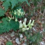 Aconitum lycoctonumFleur