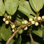 Ficus colubrinae Plod