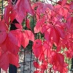 Parthenocissus quinquefolia (L.) Planch.Leaf