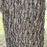 Quercus virginiana Bark