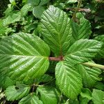 Rubus fruticosus Hoja