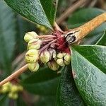 Berberis julianae Blüte