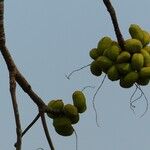 Sterculia foetida Fruto