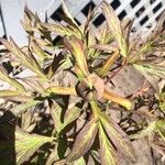Paeonia × suffruticosa Лист