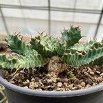 Euphorbia clavigera ᱥᱟᱠᱟᱢ