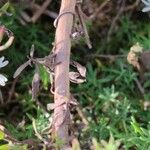 Symphyotrichum ericoides Кара