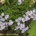 Polemonium pulchellum