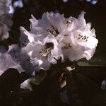 Rhododendron preptum Flor