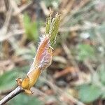 Amelanchier laevis Leaf