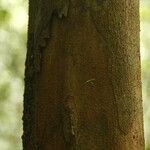 Iryanthera hostmannii 樹皮