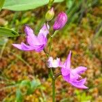 Calopogon tuberosus 花