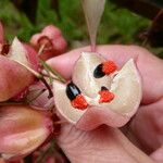 Euonymus grandiflorus Fruit