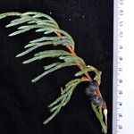 Juniperus recurva ᱥᱟᱠᱟᱢ