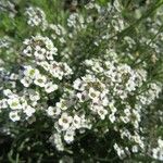 Lobularia maritima Leaf