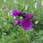 Cirsium rivulare Fula