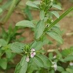 Rostellularia procumbens Flower