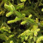 Picea abies Лист